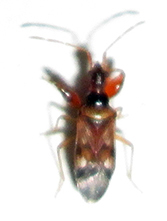 Ethaltomarus rugosus