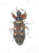 Ethaltomarus rugosus