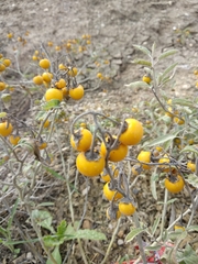 Solanum elaeagnifolium