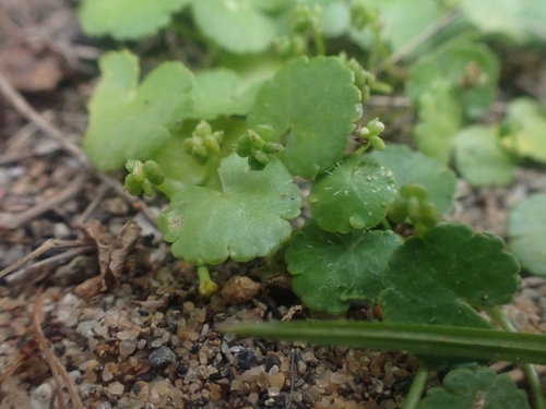Hydrocotyle tuberifera iNat (2)