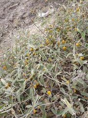 Solanum elaeagnifolium