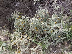 Solanum elaeagnifolium