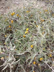 Solanum elaeagnifolium