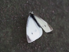 Pieris rapae crucivora