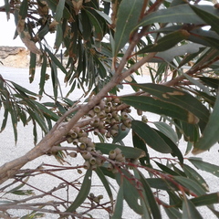 Eucalyptus porosa