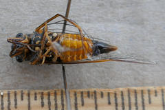 Yoyetta landsboroughi