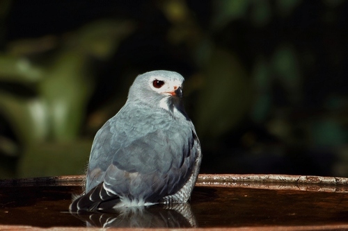 Autour unibande (Kaupifalco monogrammicus)