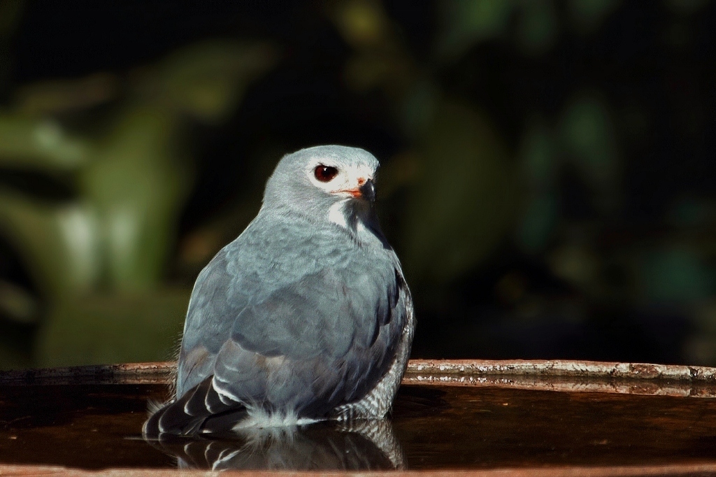 Lizard Buzzard (Kaupifalco monogrammicus)