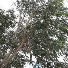 Eucalyptus porosa