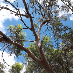 Eucalyptus porosa