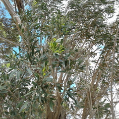 Eucalyptus porosa
