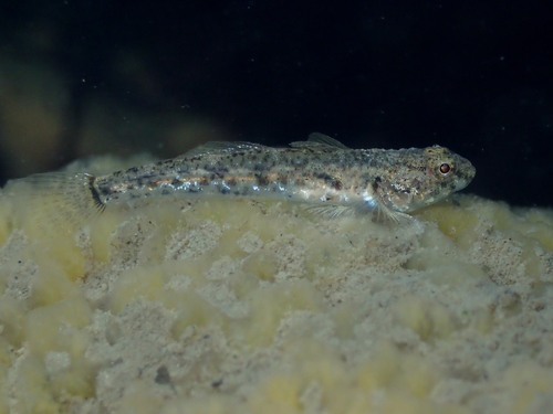 Common Goby
