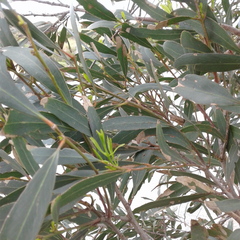 Eucalyptus porosa
