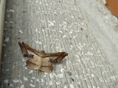 Krananda latimarginaria