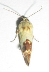 Acontia