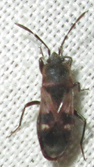 Lanchnophorus singalensis
