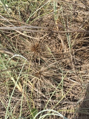 Spinifex littoreus