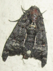 Marathyssa albidisca