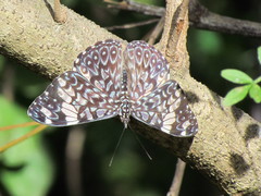 Hamadryas amphinome mazai