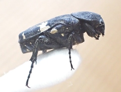 Glycyphana fulvistemma