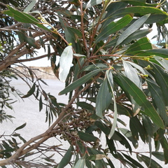 Eucalyptus porosa