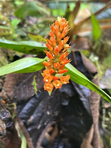 Elleanthus discolor (Rchb.f. & Warsz.) Rchb.f.