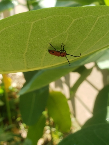 Tetraopes quinquemaculatus