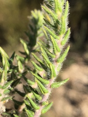 Phylica thunbergiana