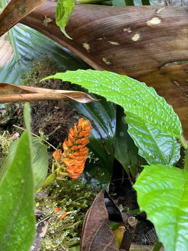 Elleanthus discolor (Rchb.f. & Warsz.) Rchb.f. 2