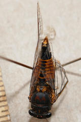 Yoyetta landsboroughi