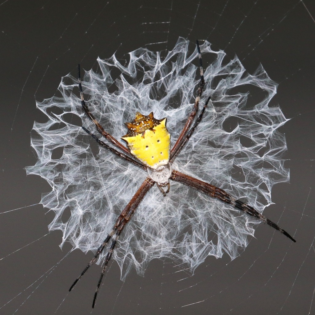 Argiope submaronica