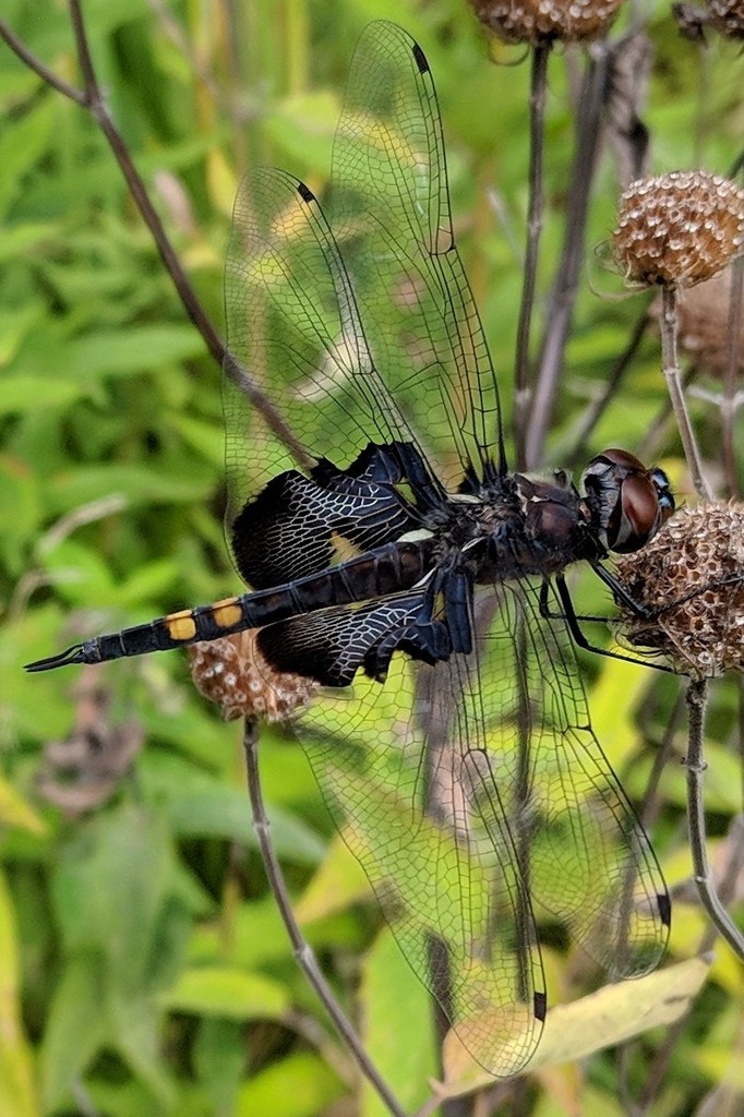 Black Saddlebags