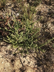 Phylica thunbergiana