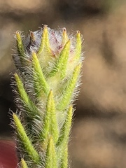 Phylica thunbergiana