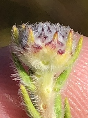 Phylica thunbergiana