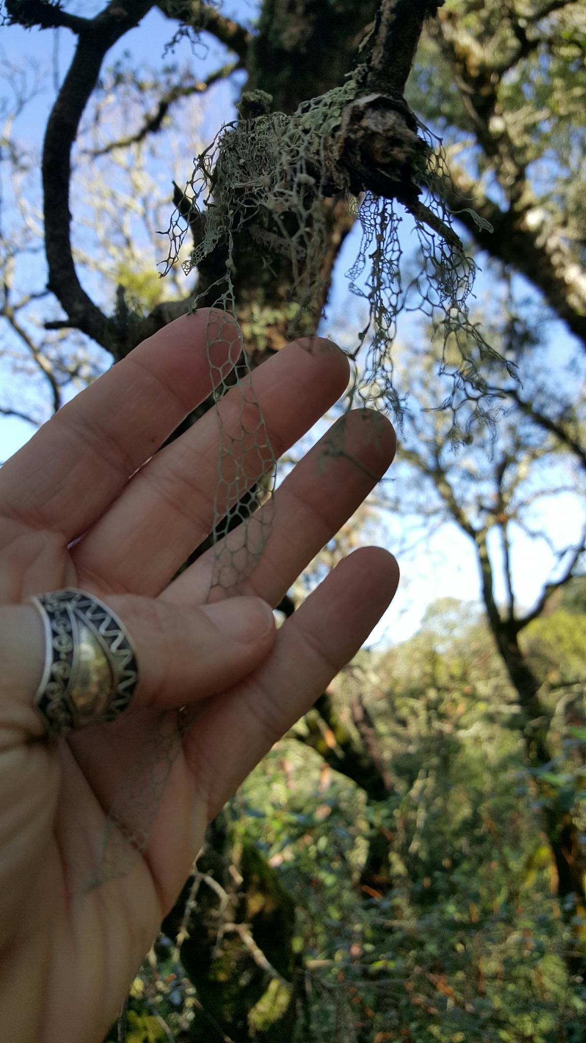 Ramalina menziesii image