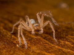 Olios sericeus