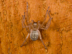 Olios sericeus