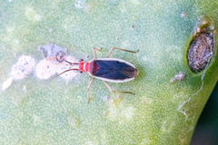 Hesperolabops gelastops