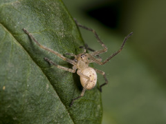 Olios sericeus
