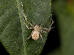 Olios sericeus