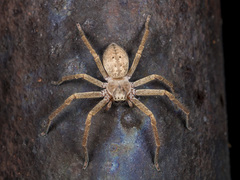 Olios sericeus
