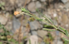 Oenothera indecora