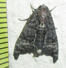 Marathyssa albidisca