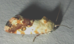 Acontia