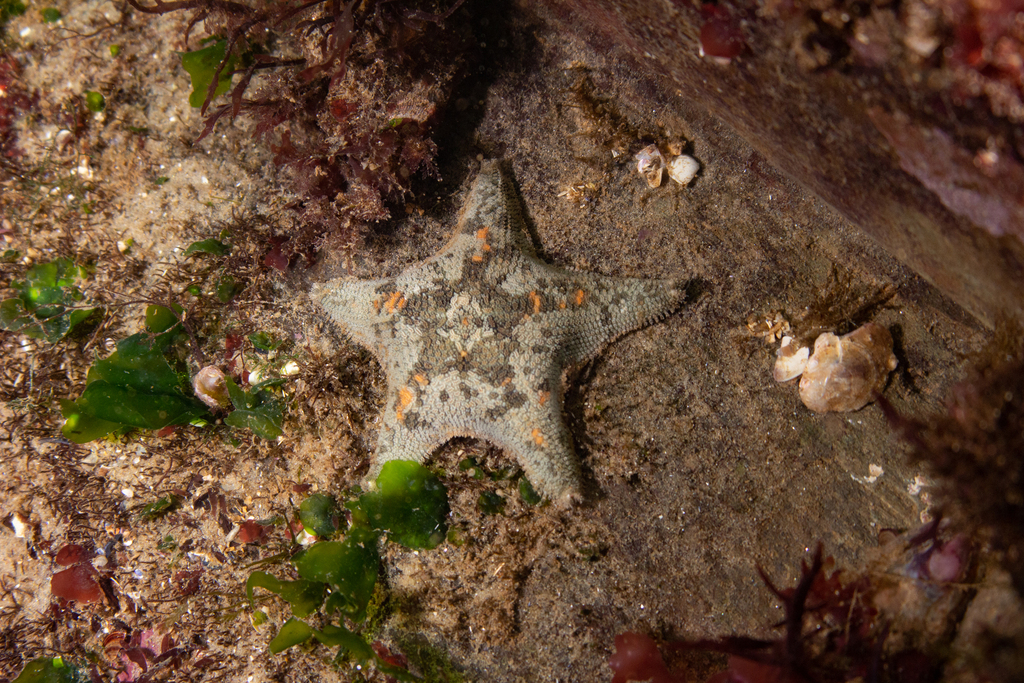 Namibian Cushionstar