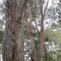 Eucalyptus porosa