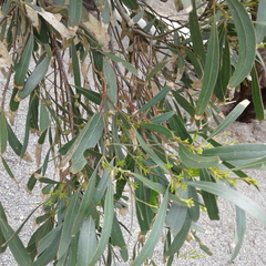 Eucalyptus porosa