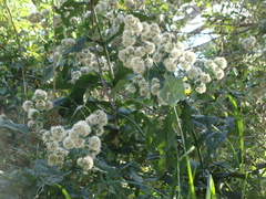 Critonia quadrangularis