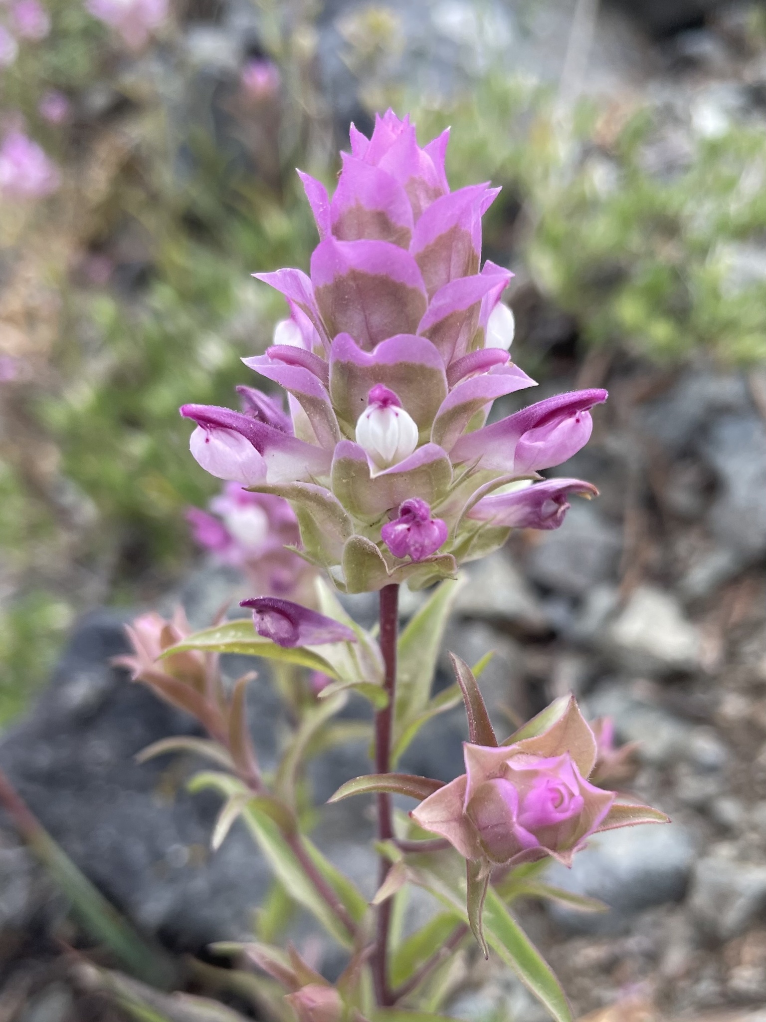 Orthocarpus cuspidatus